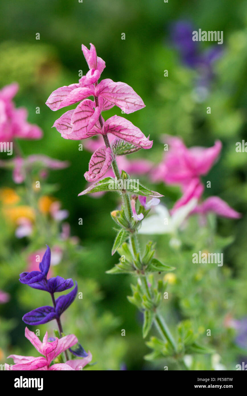 The pink bracts of a green-topped sage (Salvia viridis) Stock Photo
