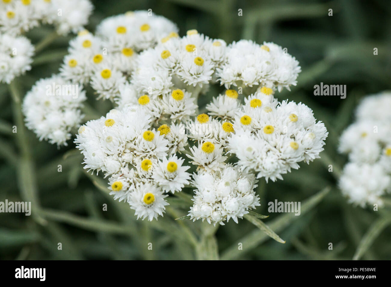 The small white flower heads of a triple-nerved pearly everlasting (Anaphalis triplinervis) Stock Photo