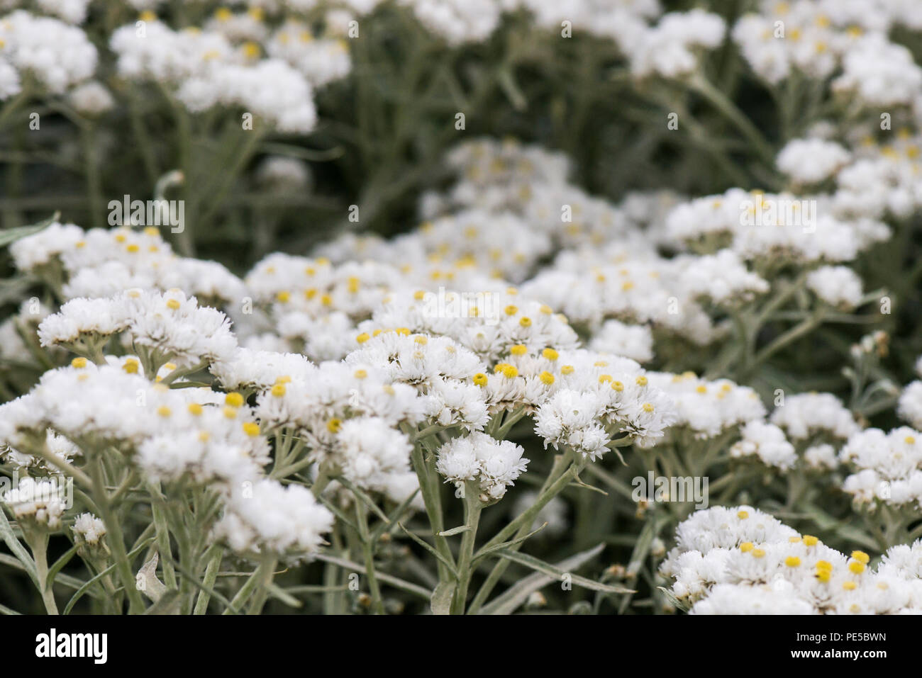 The small white flower heads of a triple-nerved pearly everlasting (Anaphalis triplinervis) Stock Photo