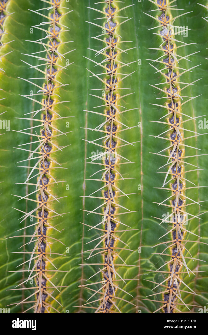 Detail of the Golden Barrel Cactus. Stock Photo