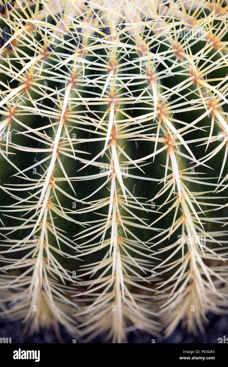 Graphic top view of a Golden Barrel cactus. Stock Photo