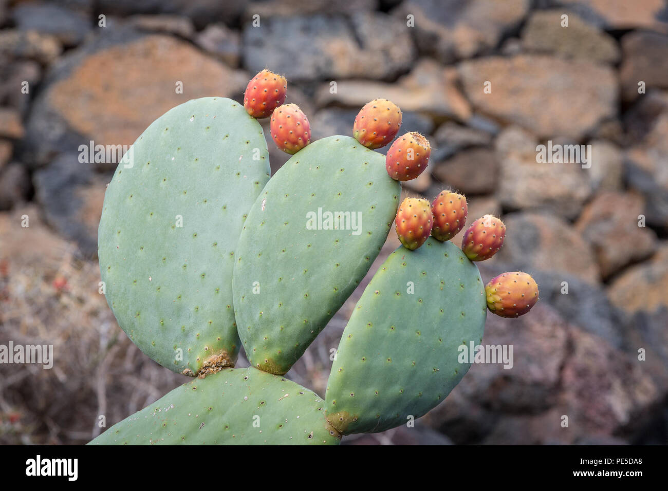Prickly pears growing on the cactus plant. Stock Photo