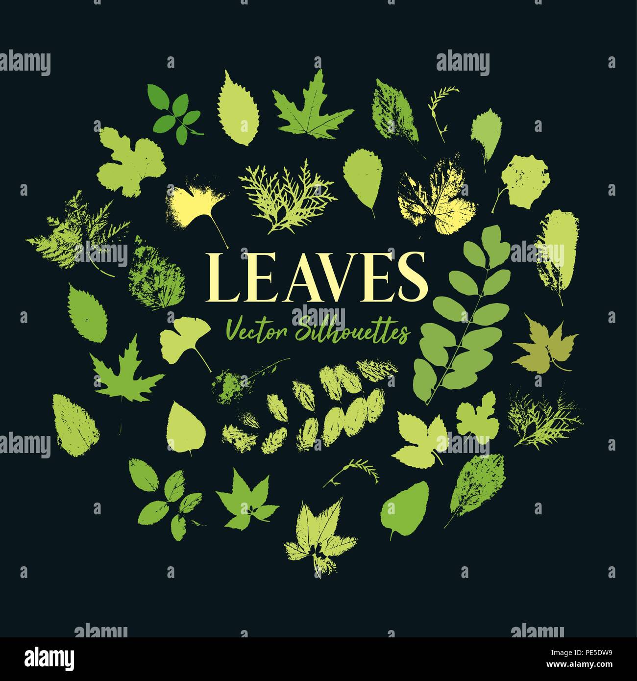 Skeletonizing insect damaged leaves. Blackberry and walnut tree, aspen and birch, maple and thuja, rowanberry and ginkgo. Print of leaf with veins, petiole texture. Botany and forest, wood theme Stock Vector