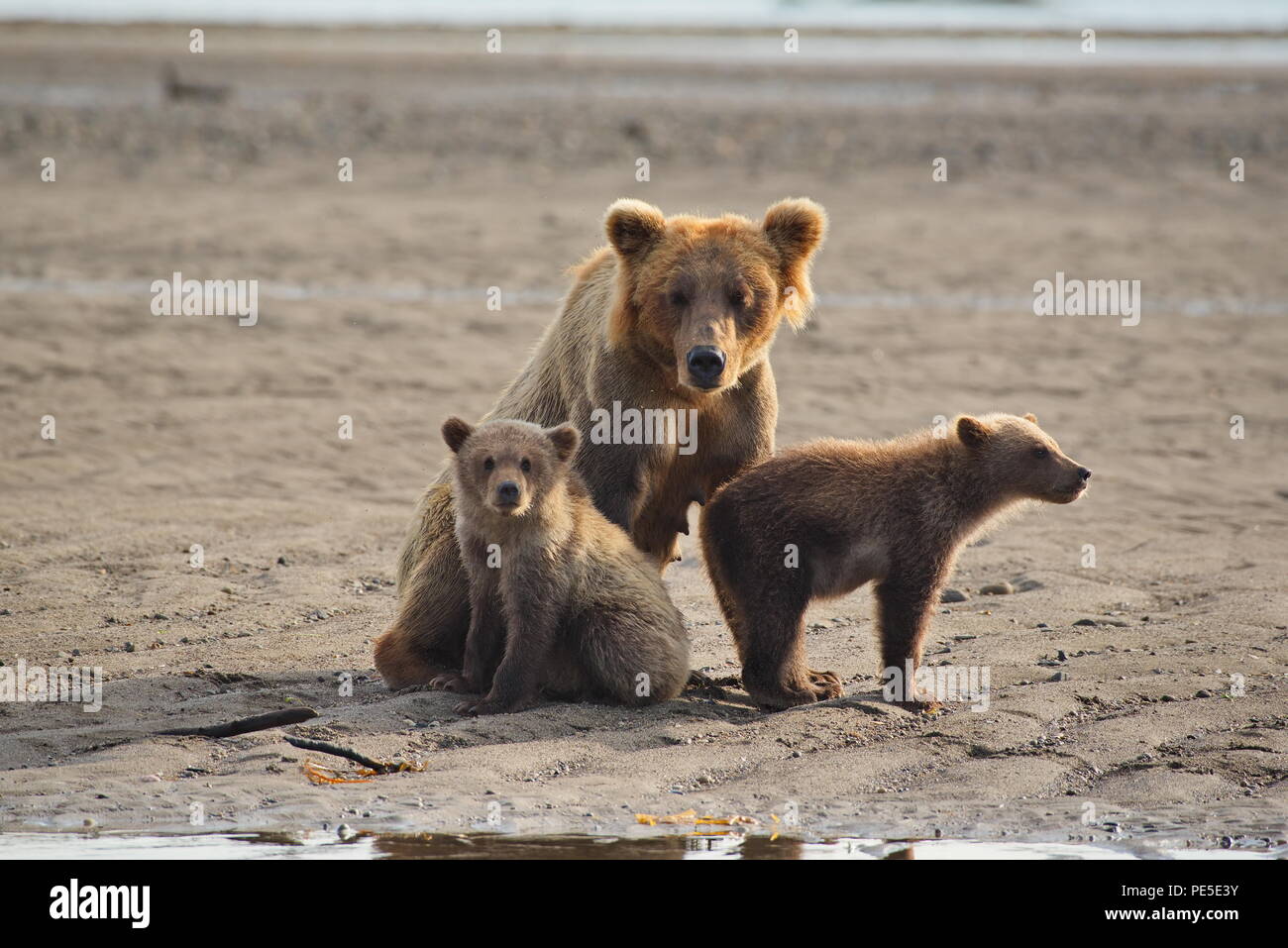 Mother sow bear and cubs in Kenai Natioal Park Alaska - August 2018 Stock Photo