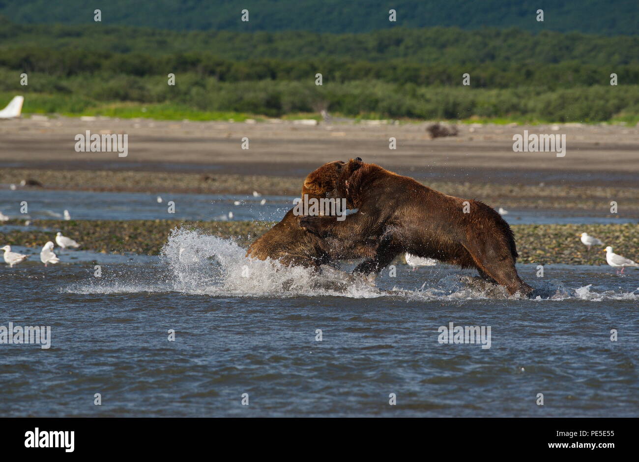 Pacific Coastal Brown bears (usus arctos) in Katmai National Park ...