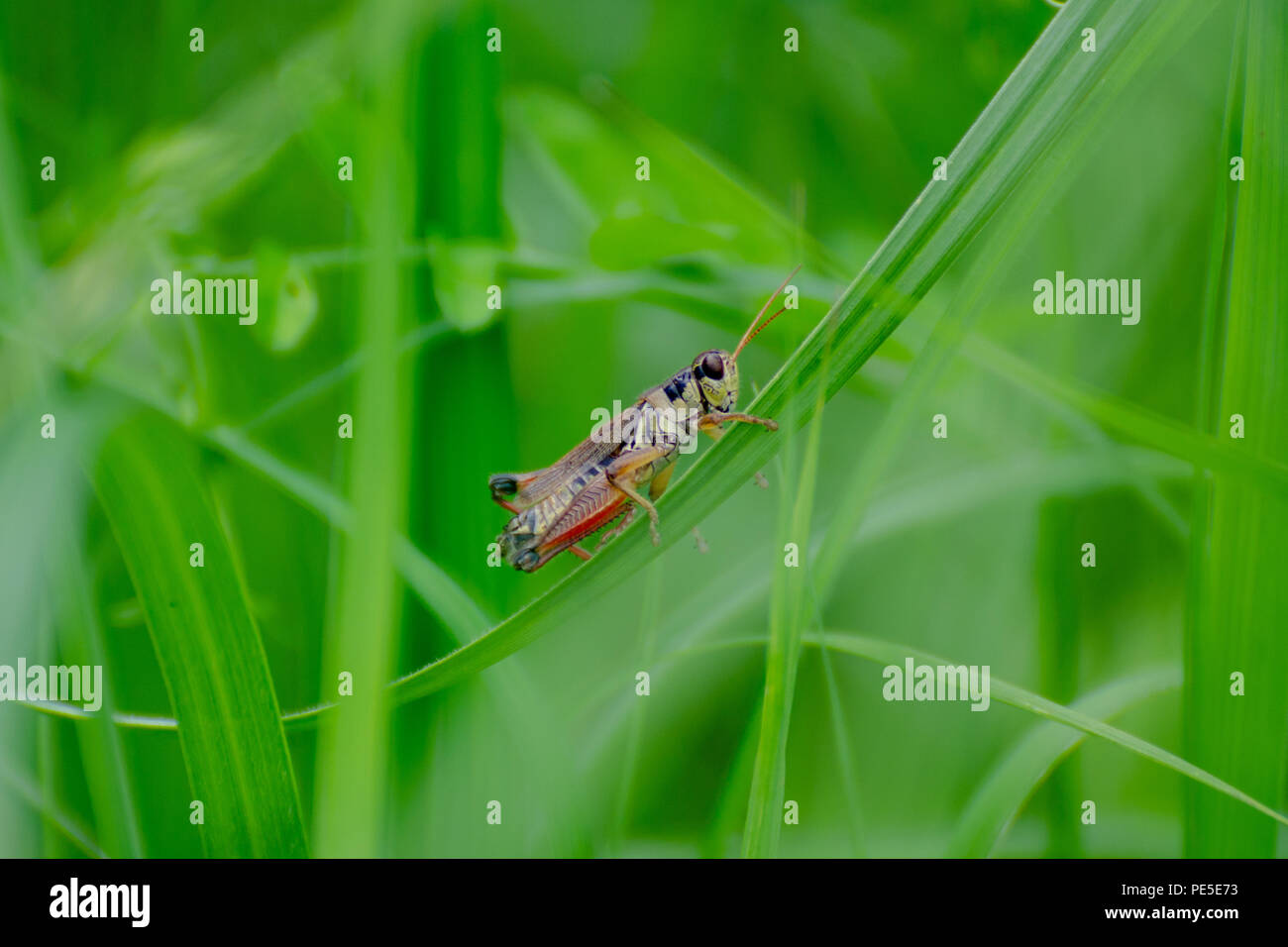 Grasshopper perched on a large blade of green grass in Duck Mountain Provincial Park, Manitoba, Canada Stock Photo
