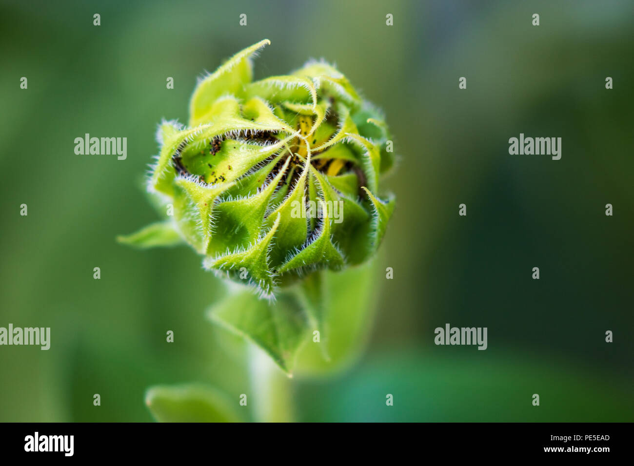 Sunflower in Spring. Los Angeles, California USA Stock Photo Alamy