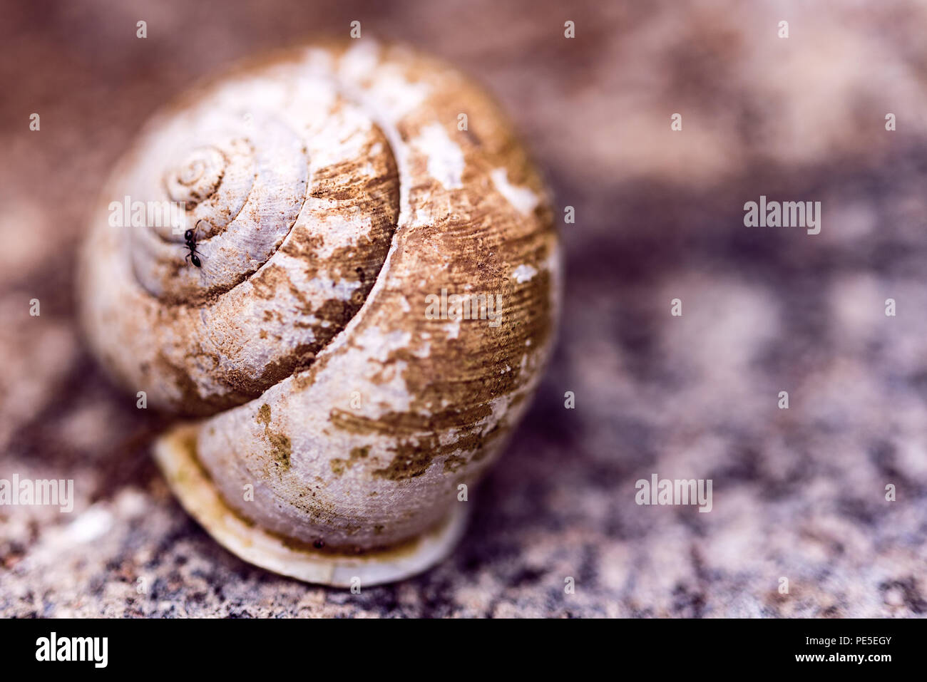 Pastel close up of snail shell with ant visitor ant. Stock Photo