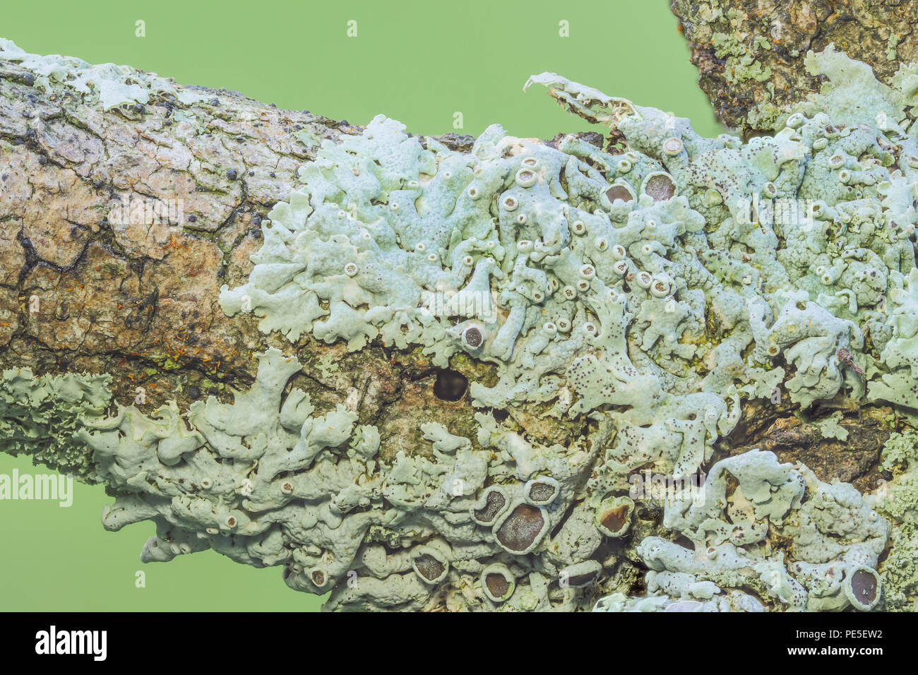 Starry Rosette Lichen (Physcia stellaris), a small foliose lichen, grows on a tree branch. Stock Photo