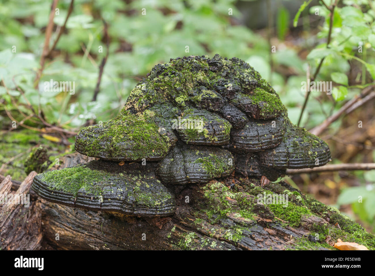 A large growth of Willow Brackets (Phellinus igniarius), covered with moss and lichens, on a rotting black cherry tree. Stock Photo