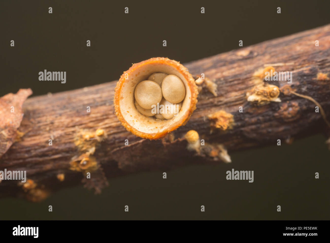 White Bird's Nest Fungus (Crucibulum laeve) fruiting bodies with egg-shaped peridioles inside the 'nest'. Stock Photo