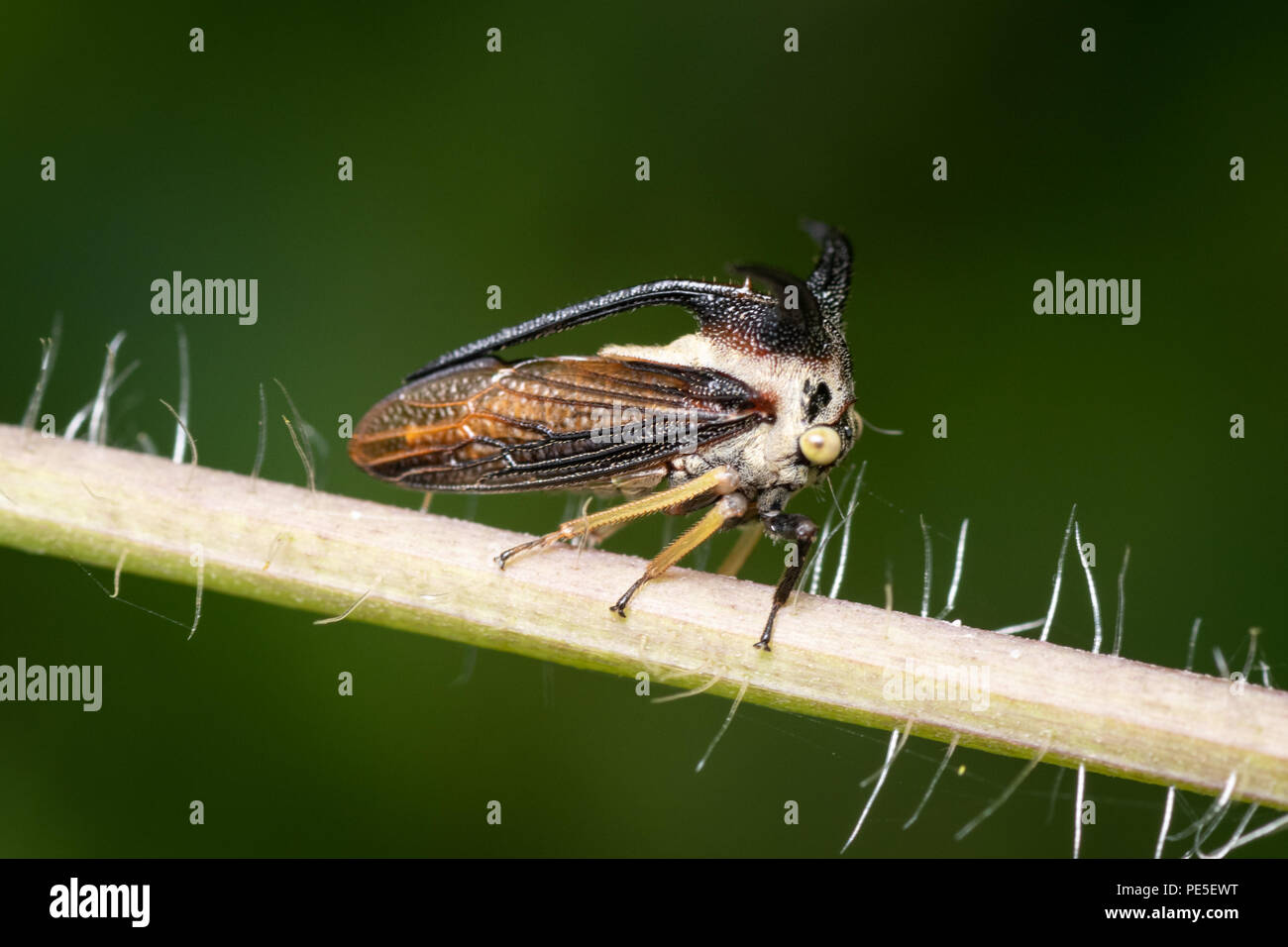 Treehoppers  alo known as thorn bugs are members of the family Membracidae, a group of insects related to the cicadas and the leafhoppers. Stock Photo