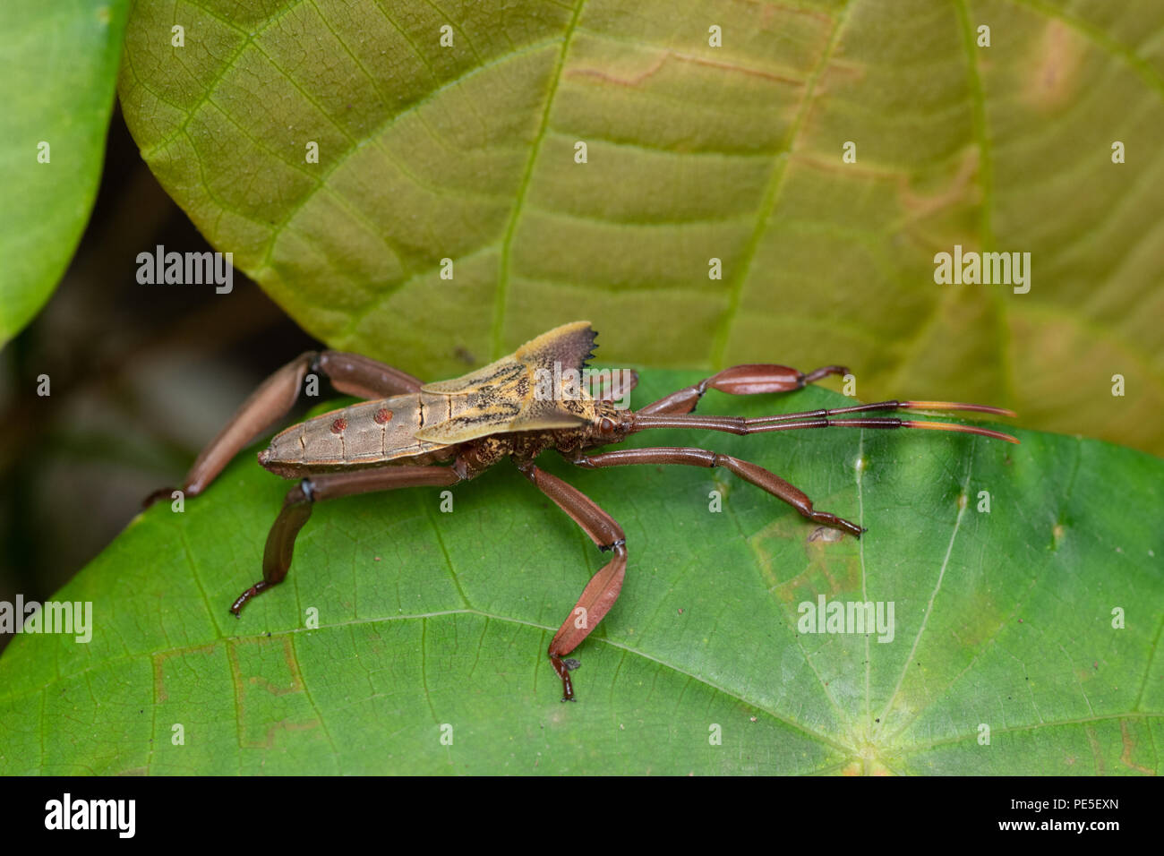 Coreidae is a large family of predominantly sap-sucking insects in the Hemipteran suborder Heteroptera. Stock Photo