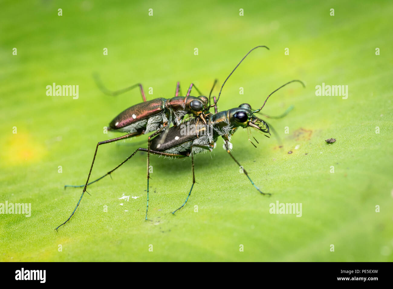 Cicindela (Calochroa) flavomaculata tiger beetles mating in Khao Luang National Park, Thailand. Stock Photo