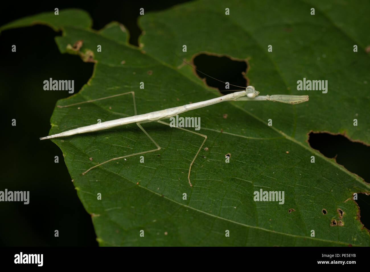 Mantises are an order (Mantodea) of insects  The largest family is the Mantidae ('mantids').  It is belived that this mantis is white becuase it will  Stock Photo