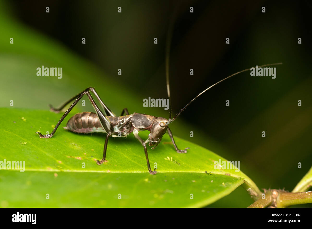 A Phaneropterinae nymph mimicking an ant for protection - its mimicry includes visual and well as motion to mimic an ant. Stock Photo