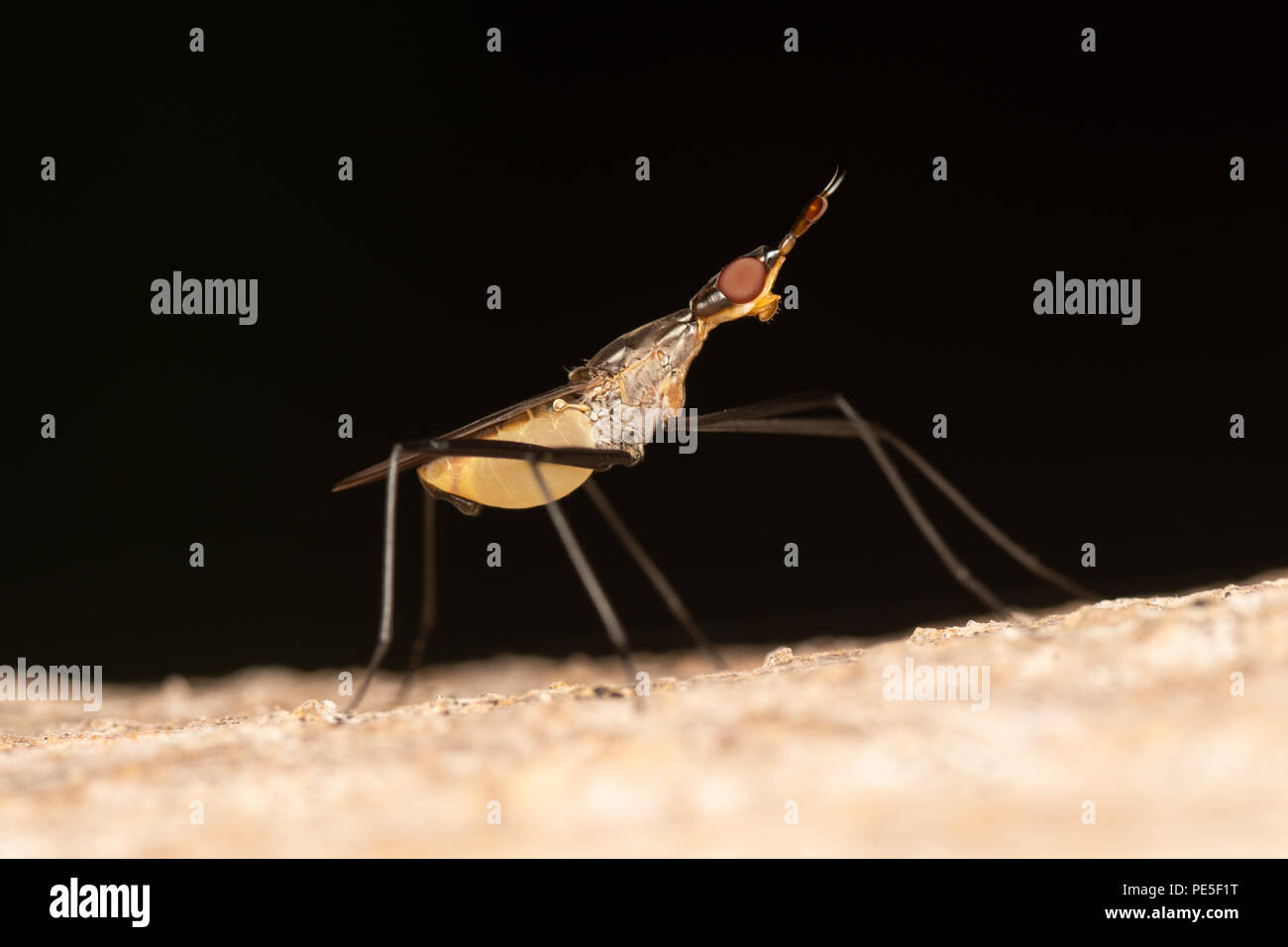 Neriidae is a family of true flies (Diptera) commonly known as banana stalk flies or stilt-legged flies. Stock Photo