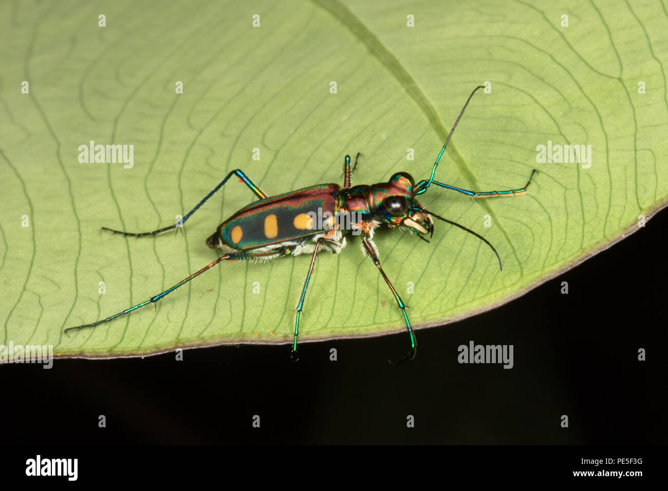 Cicindela aurulenta, common name Blue-spotted or Golden-spotted tiger beetle, is a beetle of the Carabidae family. Stock Photo