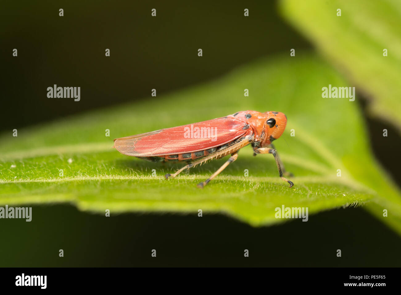 A leafhopper is the common name for any species from the family