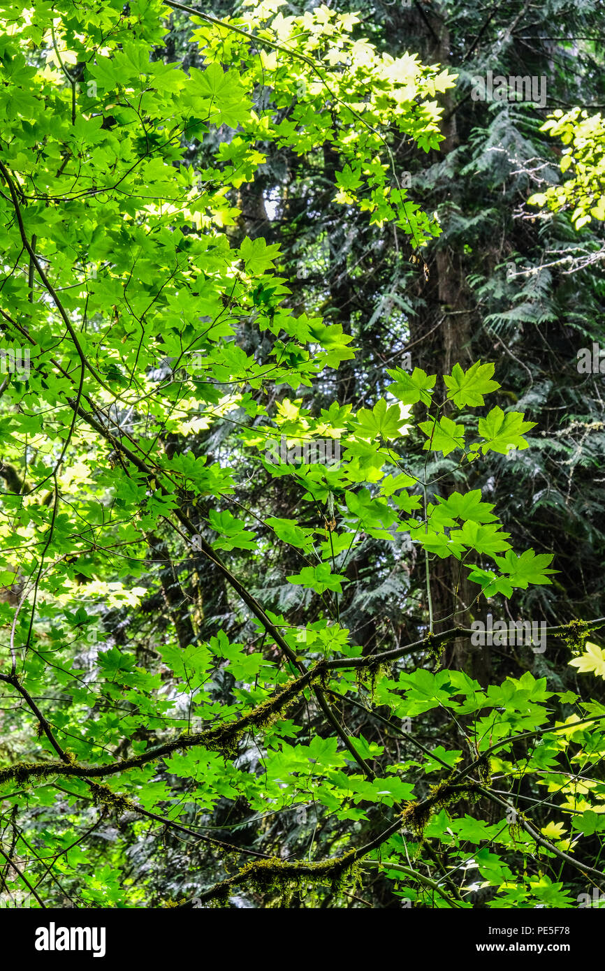 Sun light shine on leaves hi-res stock photography and images - Alamy