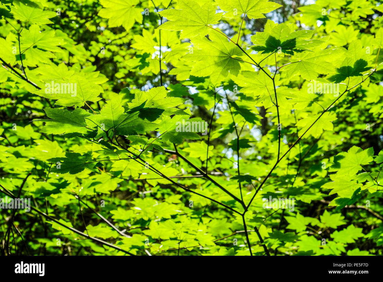 Sun light shine on leaves hi-res stock photography and images - Alamy