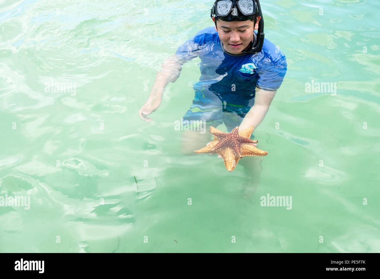 A boy holding two submerged sea stars in shallow Caribbean water near Grand Cayman Island Stock Photo