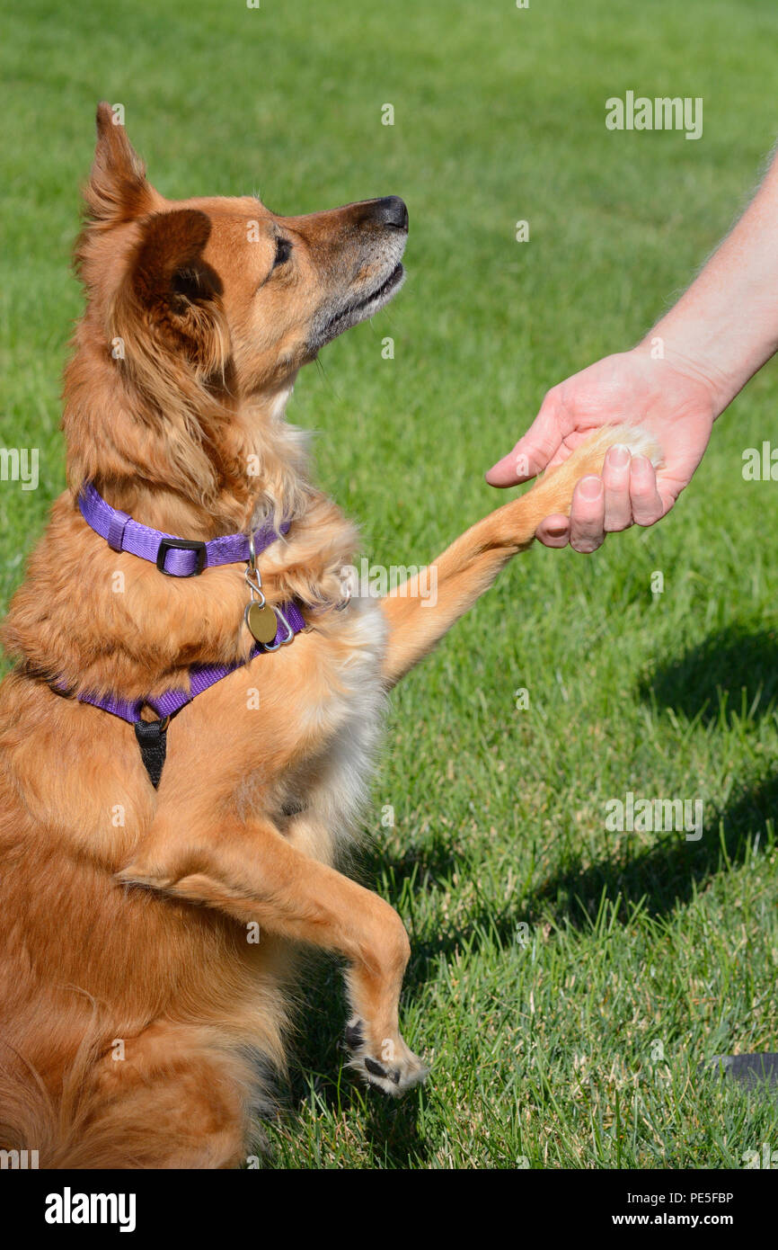 Mixed Breed Brown Dog Shaking Hands With Man While Looking With Love Into His Eyes Stock Photo Alamy