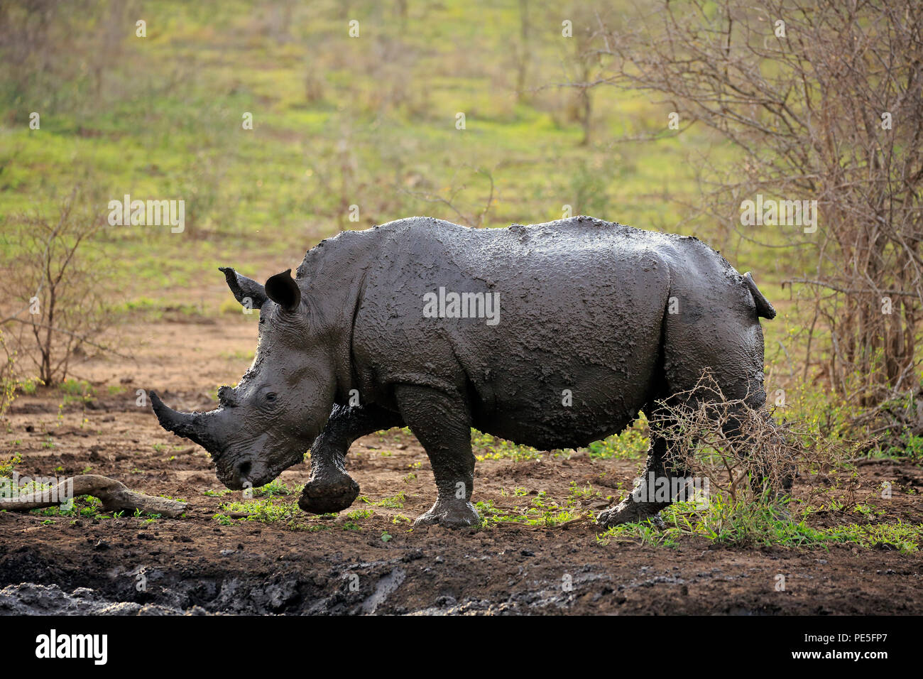 Breitmaulnashorn, weisses Nashorn, (Ceratotherium simum), adult laufend nach Schlammbad, Hluhluwe Umfolozi Nationalpark, Hluhluwe iMfolozi Nationalpar Stock Photo