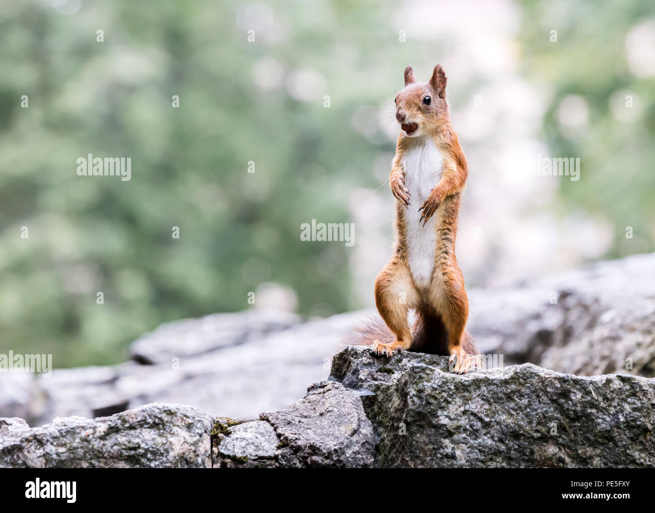 Funny squirrel hi-res stock photography and images - Alamy