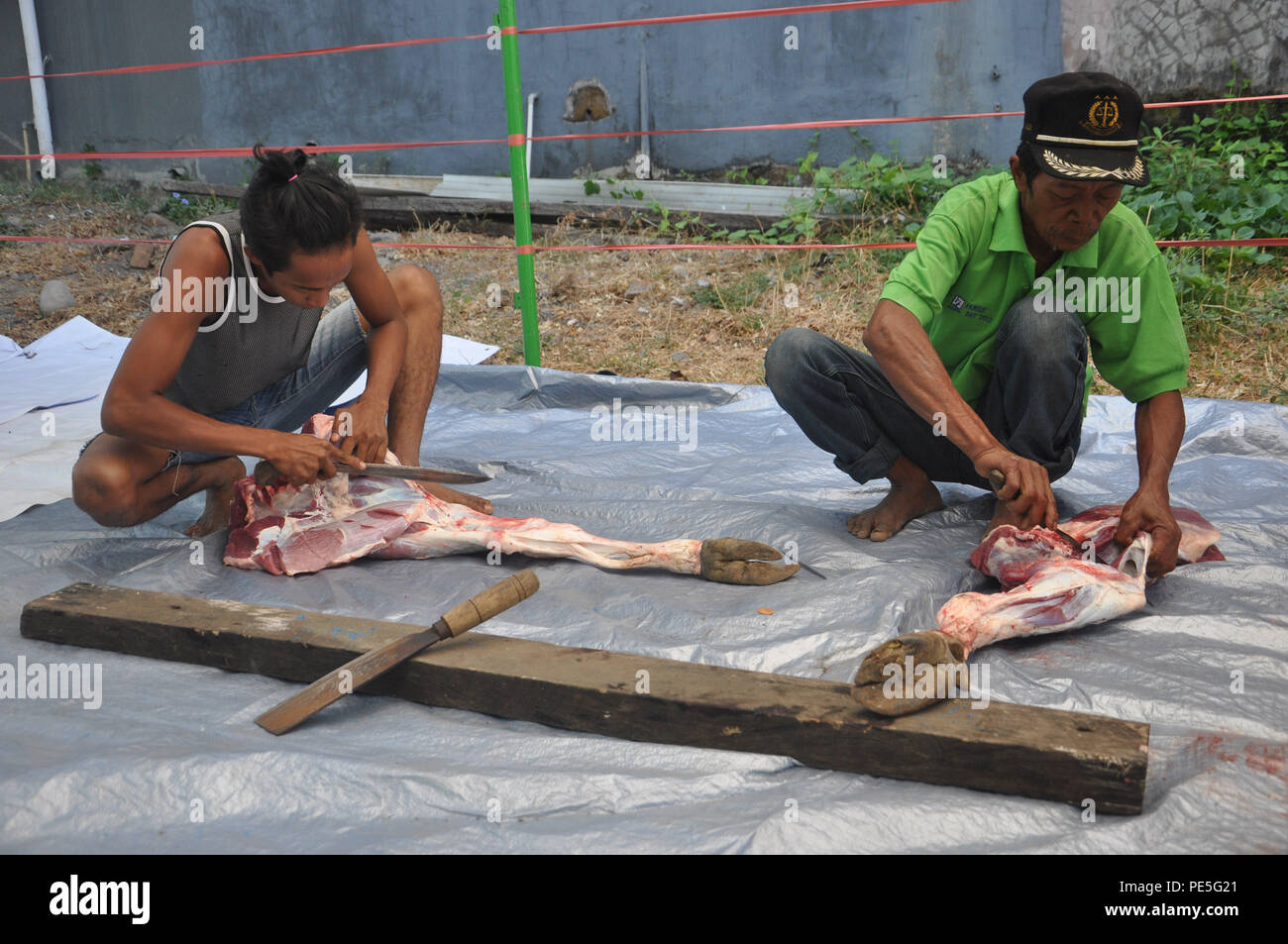 Two Indonesian moslem cut the meat of sacrificial cow in Eid al-Adha on September 24, 2015 in Makassar, Indonesia. Stock Photo