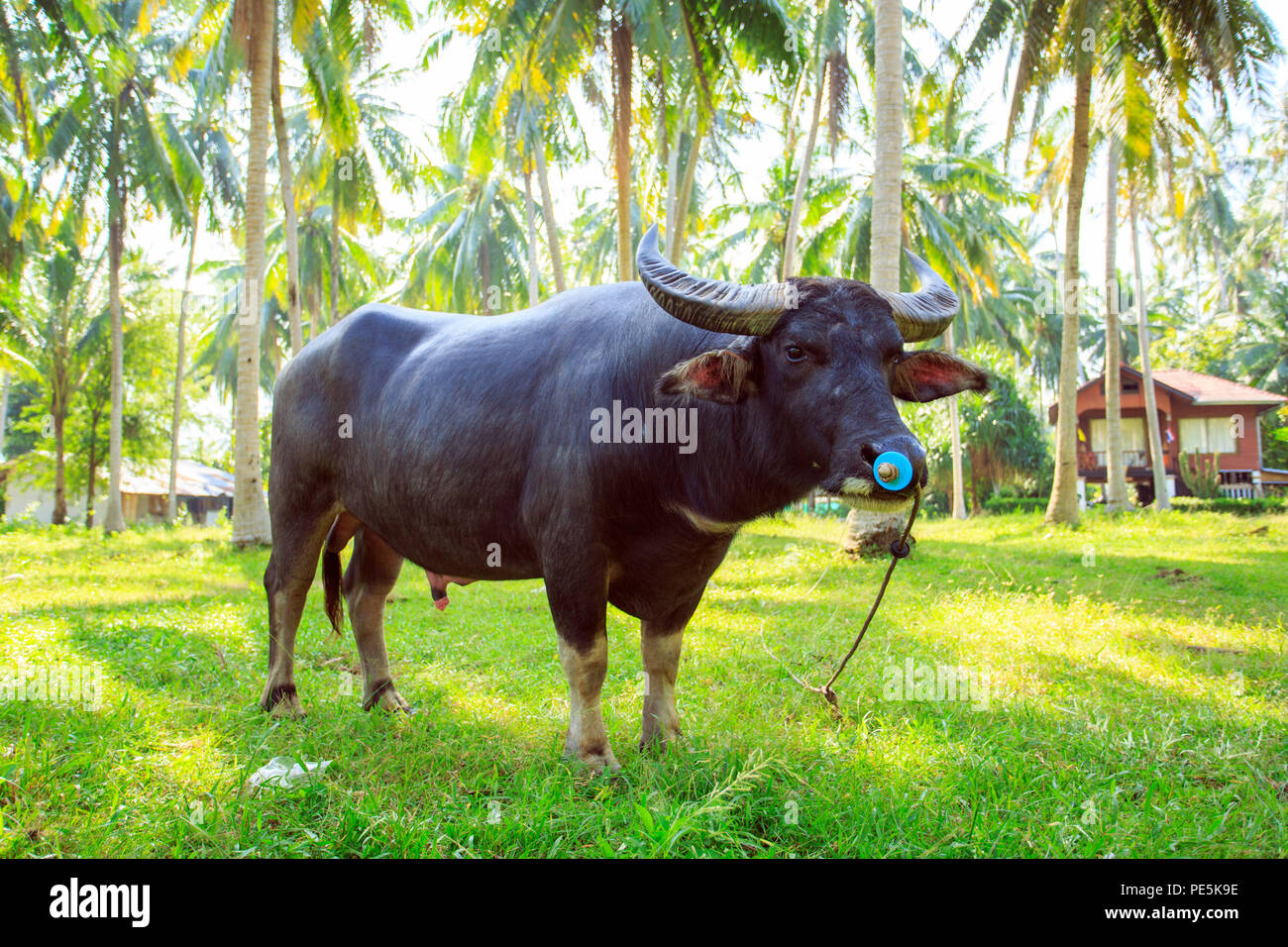 Water buffalo in Thailand Koh Samui island Stock Photo - Alamy