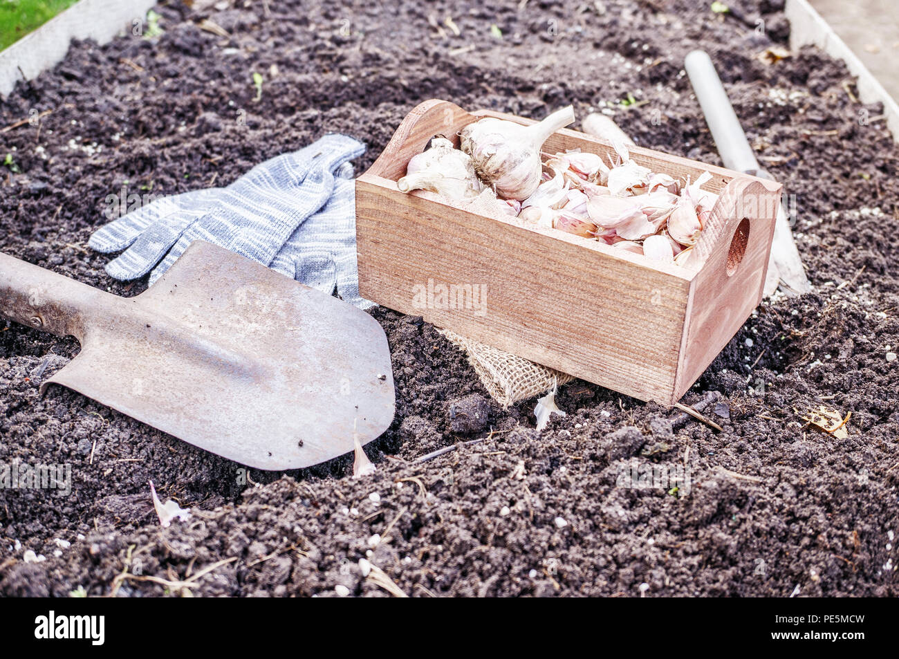 Organic vegetable garden in late summer. Autumn planting garlic in