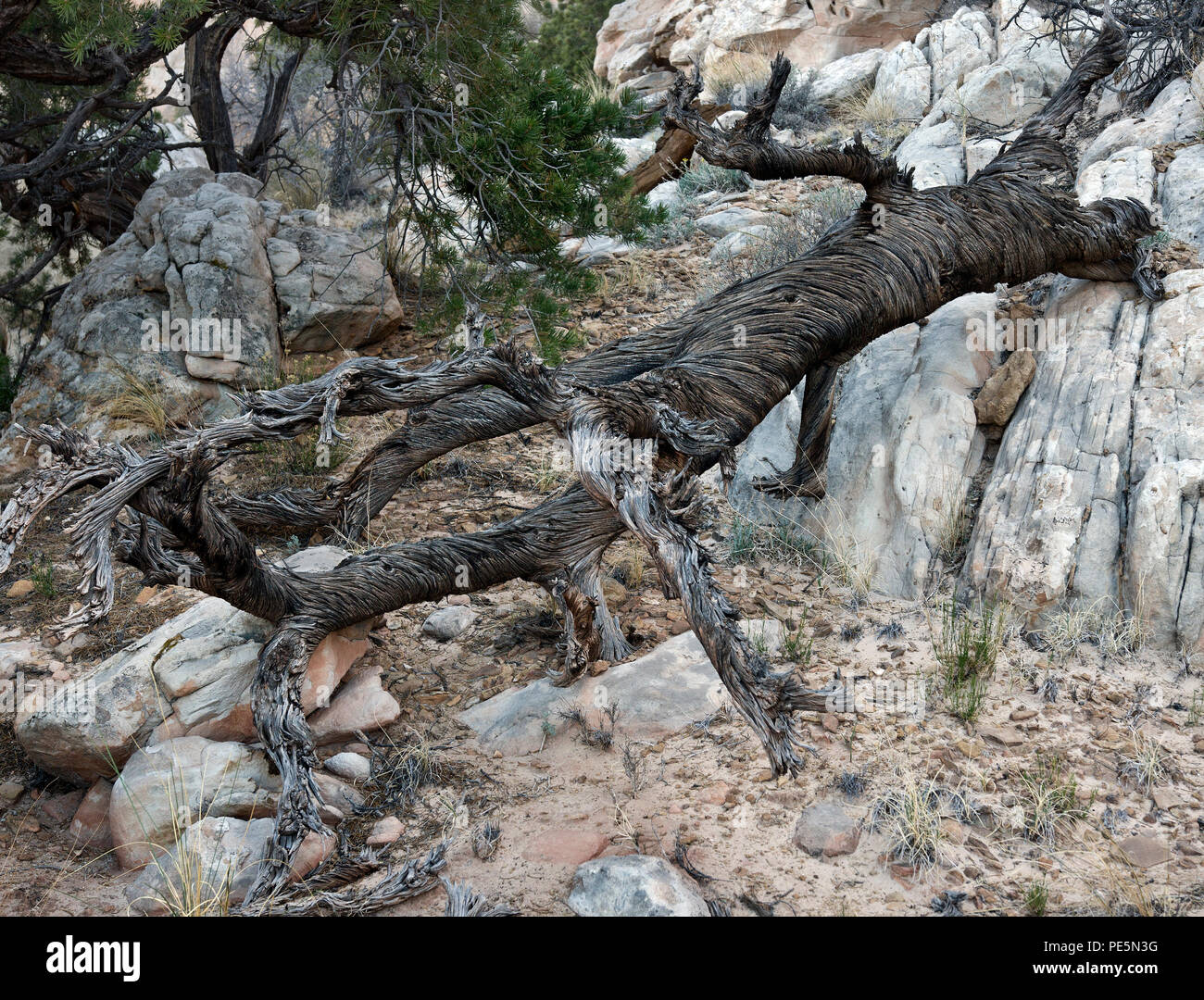 Desiccated Bristlecone Pine tree along the Navajo Knobs trail in Capitol Reef National Park, Utah, United States. Stock Photo