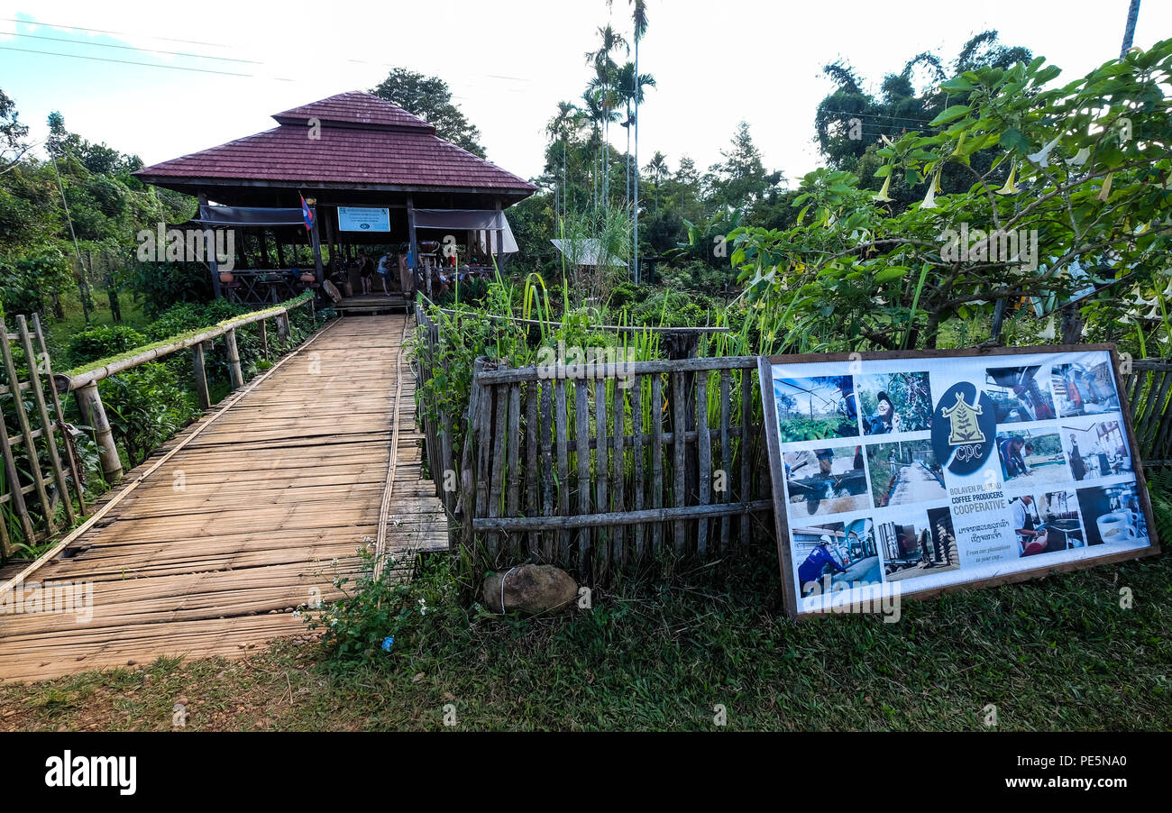 A small coffee plantation, part of the Bolaven Plateau Coffee Producers Cooperative Stock Photo