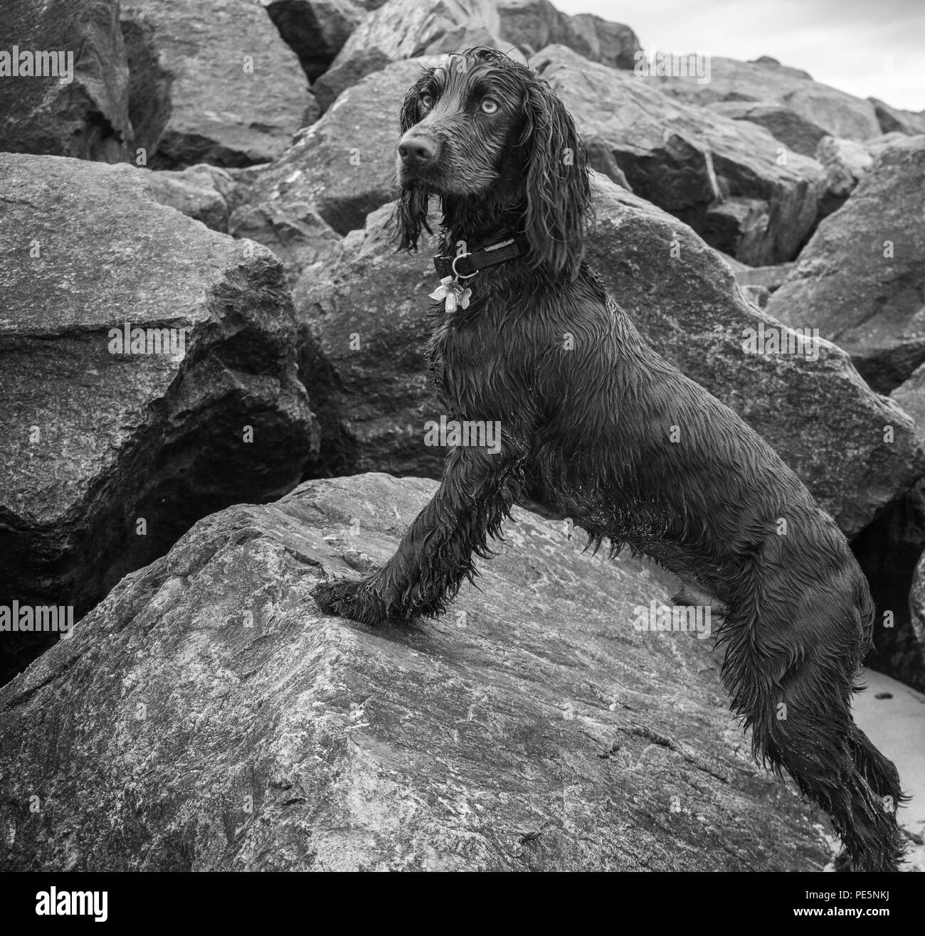A springer spaniel alert and ready to spring! Stock Photo
