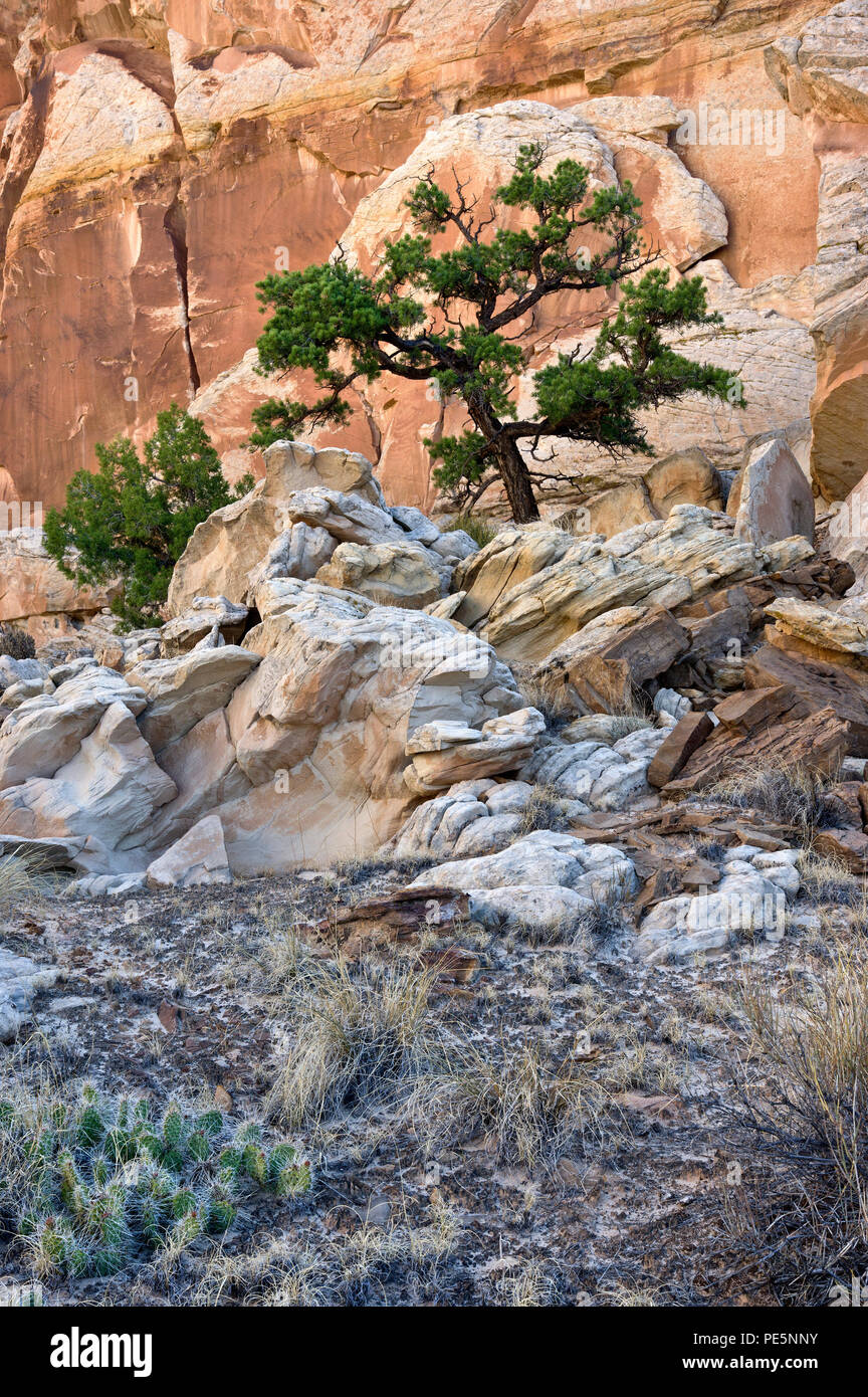 Pinyon Pine tree along the Navajo Knobs trail, Capitol Reef National Park, Utah, United States Stock Photo