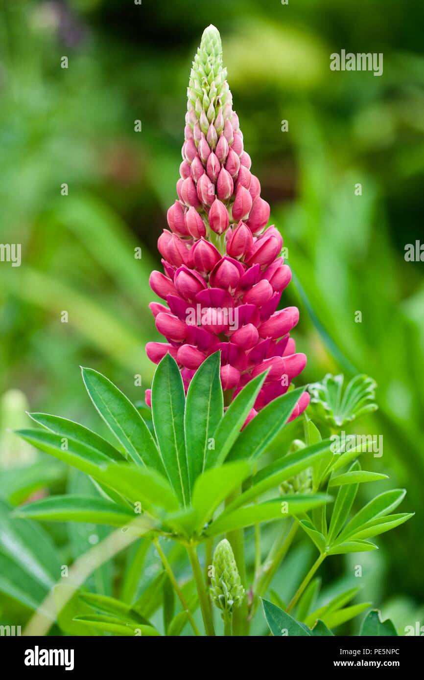 Lupinus 'Gallery Red' (Gallery Series) lupin Stock Photo
