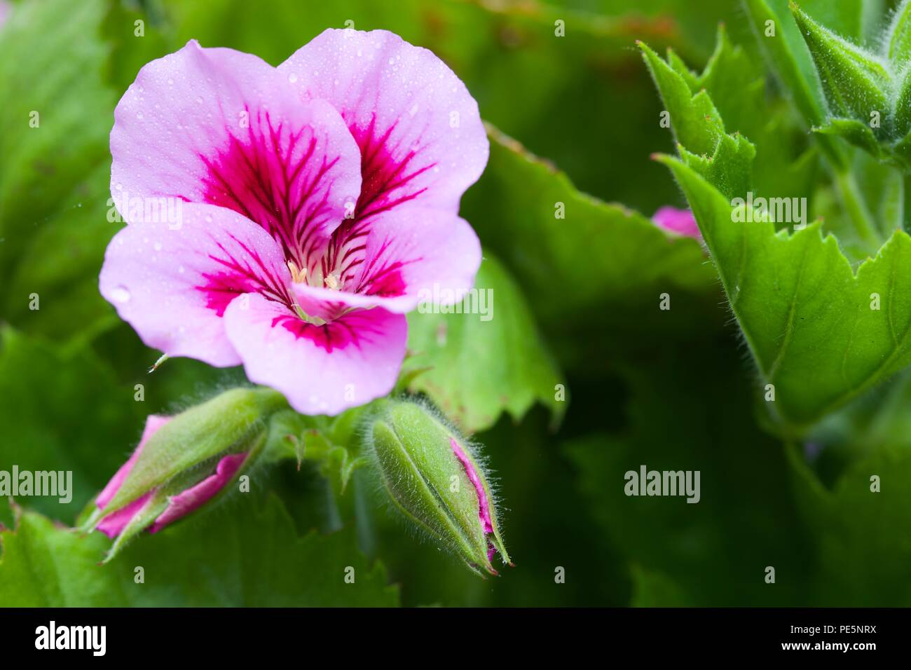 Pelargonium (geranium) Stock Photo