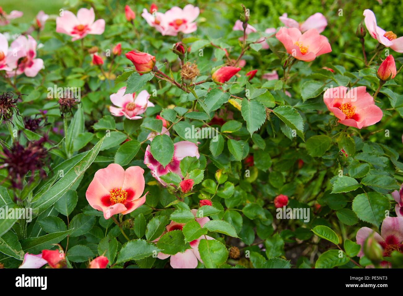 Rose 'For Your Eyes Only' (Floribunda Rose Stock Photo - Alamy