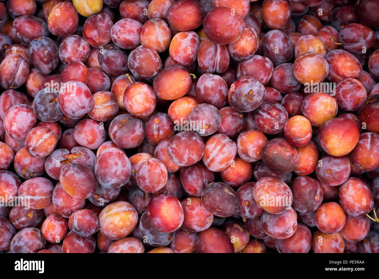 Organic plumsa at the Edinburgh Farmer's Market. Stock Photo