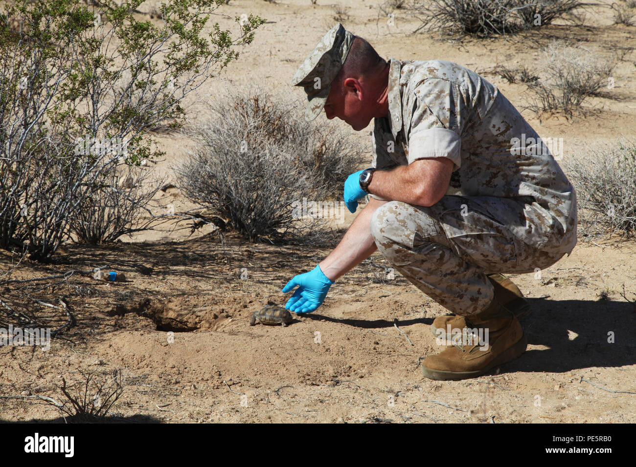 Combat Center Chief of Staff Col. James F. Harp gently sets No. 2-4, a  desert tortoise hatched nine years ago at the installation's Tortoise  Research and Captive Rearing Site, next to a