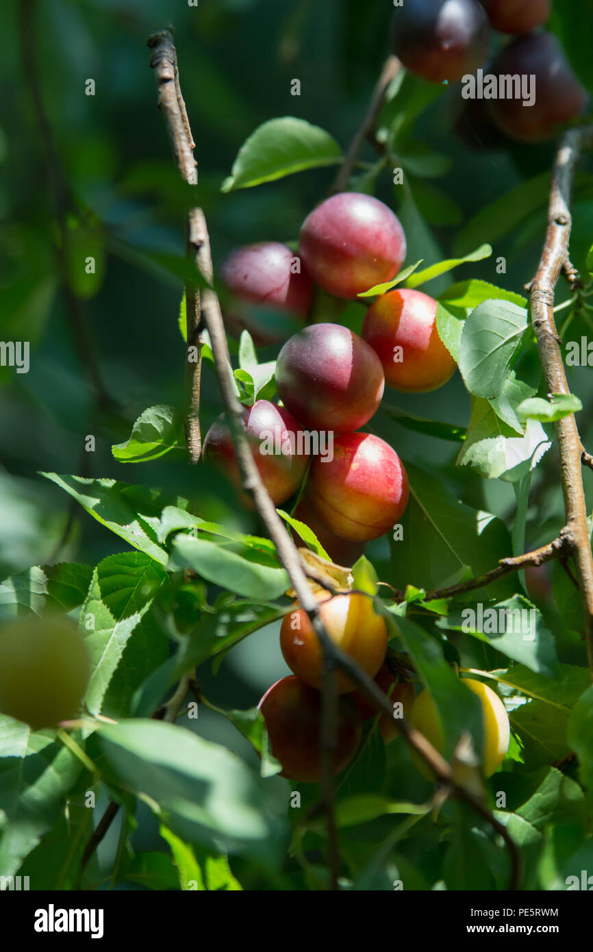 Cluster of purple mirabelle plums among leaves on a tree Stock Photo