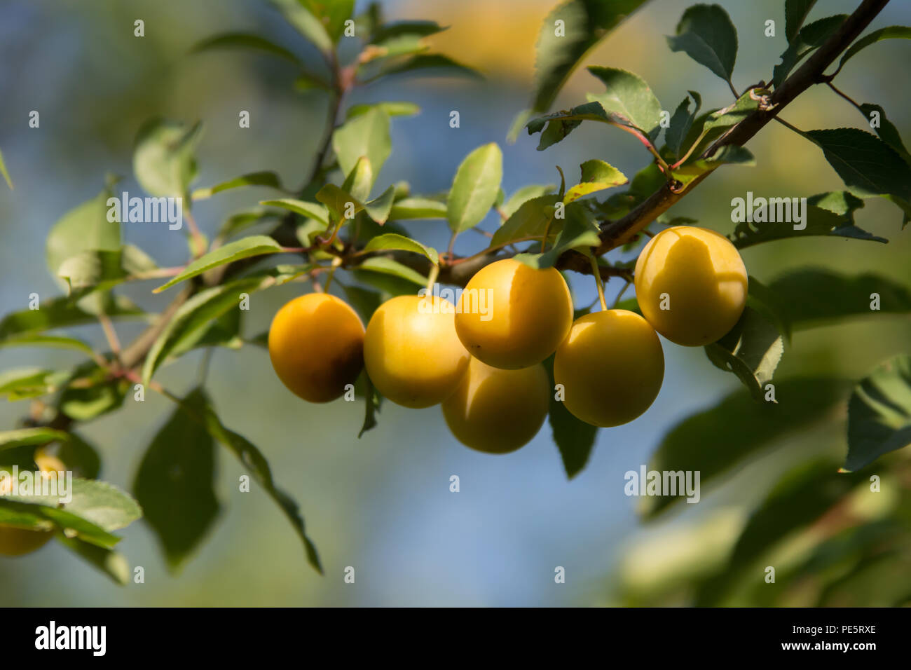Damson plum tree hires stock photography and images Alamy
