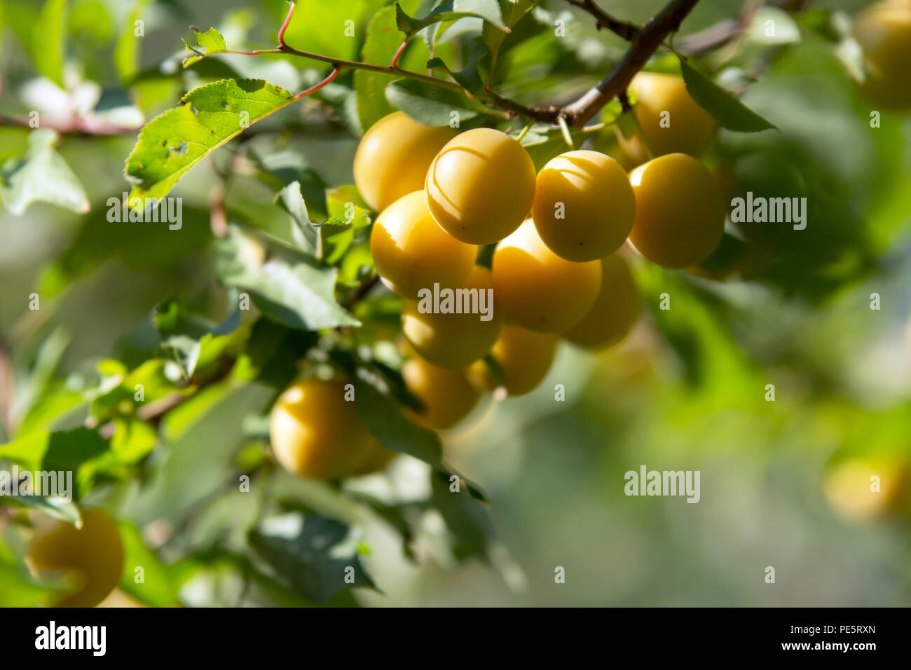 Damson plum tree hires stock photography and images Alamy