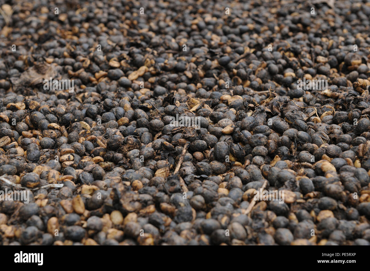Drying Cuban Coffee Beans In Cubas National Park Altiplano Topes Des Collantes Drying Cuban Coffee Beans In Cubas National Park Altiplano Topes Des Collantes