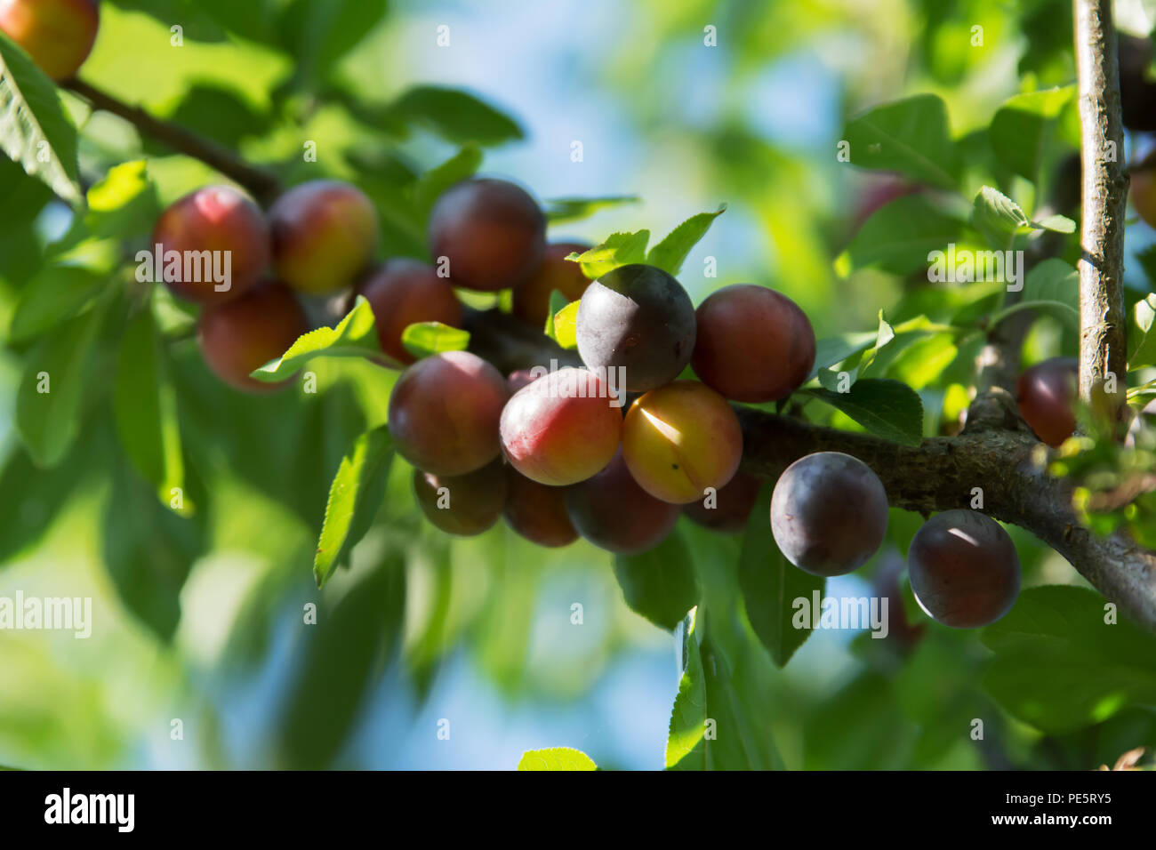Damson plum tree hires stock photography and images Alamy