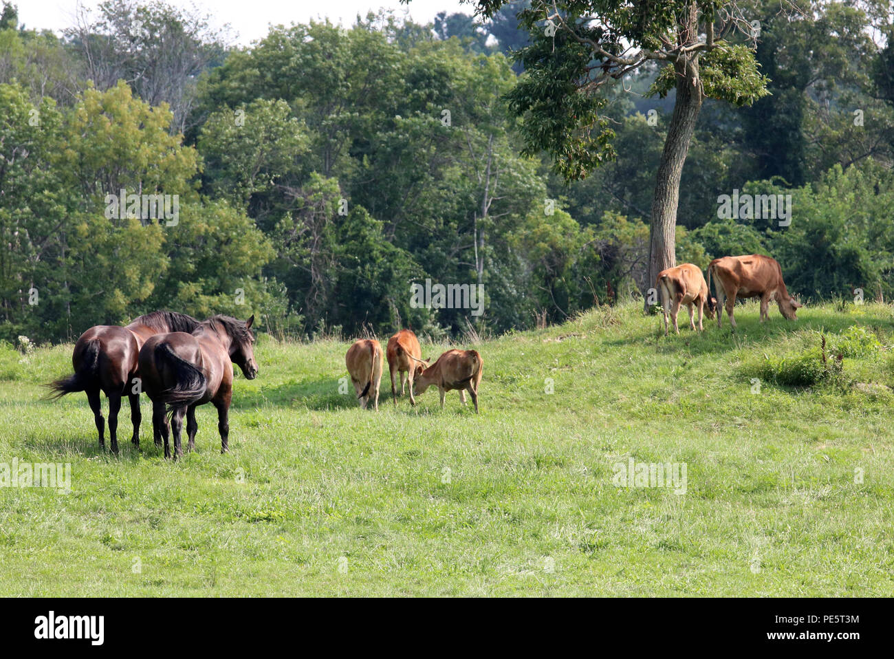 A rural scene with horses and cows grazing in a pasture in summer Stock ...