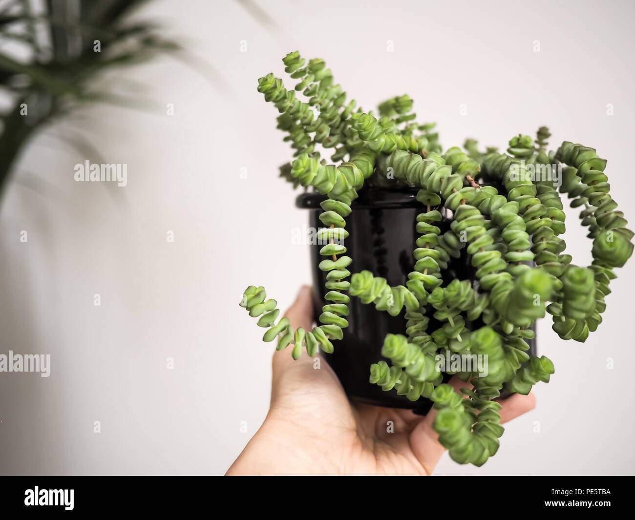 Hand holding a jade necklace plant ( crassula marnieriana) against a white wall Stock Photo