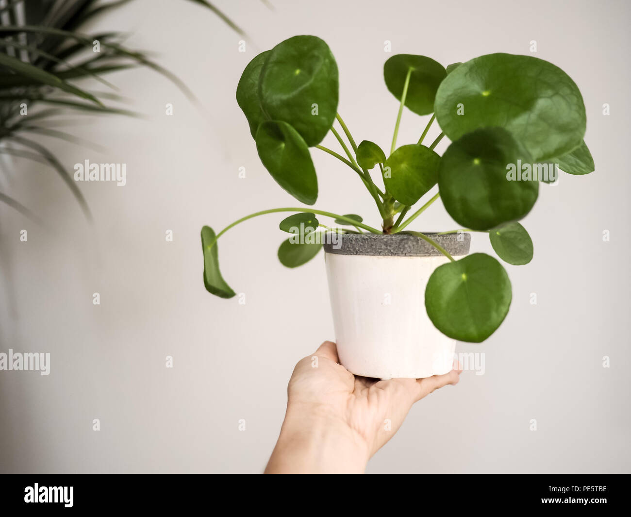 Hand holding a pilea peperomioides ( urticaceae) in a white pot against a white background Stock Photo