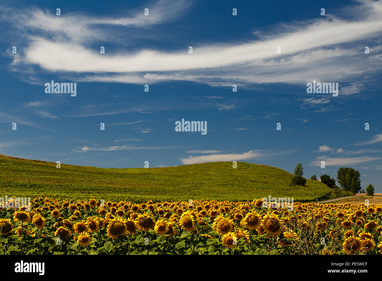sunflowers in august, spain Stock Photo